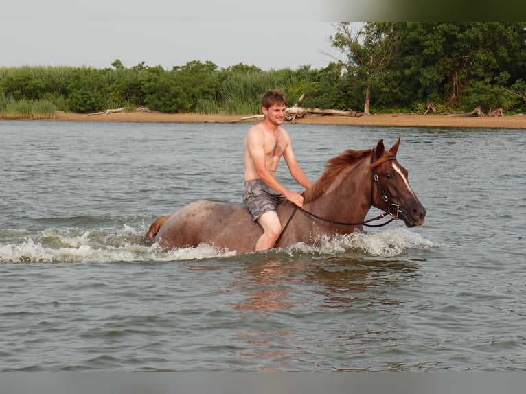 Percheron Croisé Jument 3 Ans 163 cm Rouan Rouge in Camden Wyoming