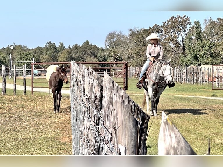 Percheron Jument 4 Ans 155 cm Gris pommelé in New Summerfield