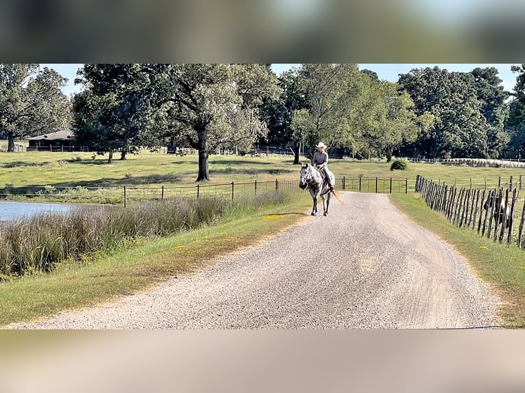 Percheron Jument 4 Ans 155 cm Gris pommelé in New Summerfield