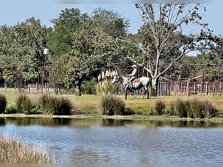 Percheron Jument 4 Ans 155 cm Gris pommelé in New Summerfield