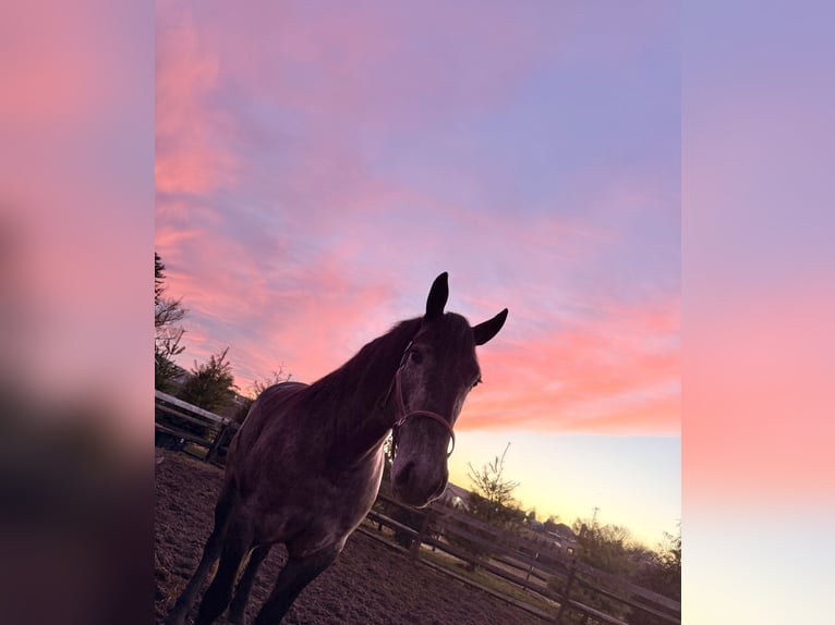 Percheron Croisé Jument 4 Ans 157 cm Gris in Gap