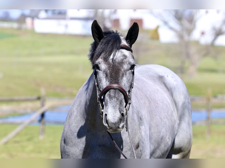 Percheron Croisé Jument 4 Ans 157 cm Gris in Gap
