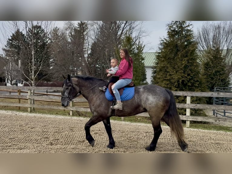 Percheron Croisé Jument 4 Ans 157 cm Gris in Gap