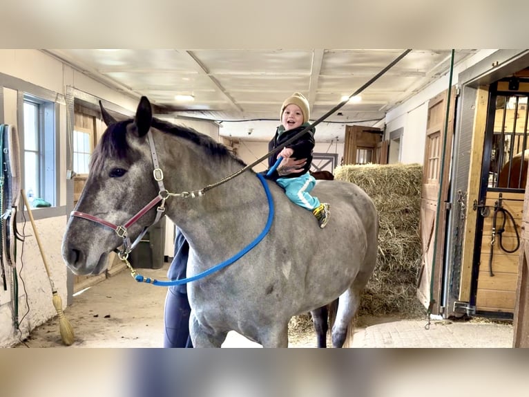 Percheron Croisé Jument 4 Ans 157 cm Gris in Gap