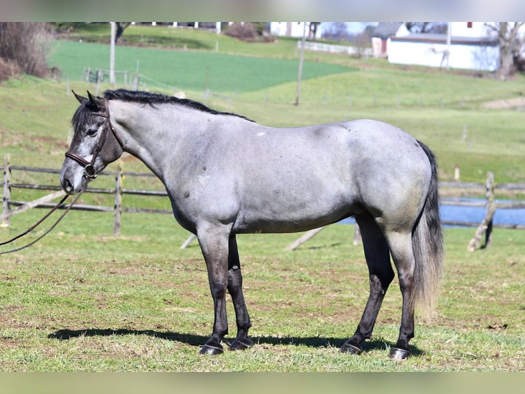 Percheron Croisé Jument 4 Ans 157 cm Gris in Gap