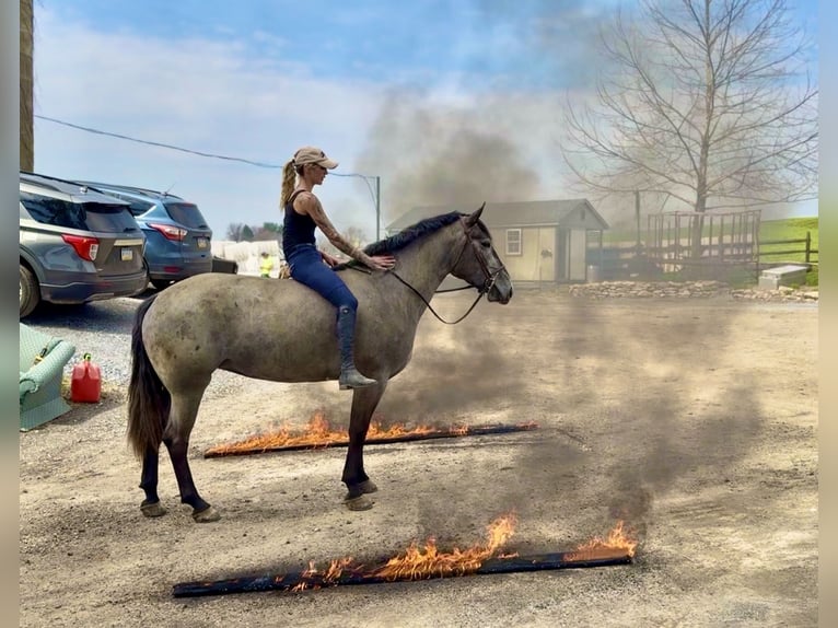 Percheron Croisé Jument 4 Ans 157 cm Gris in Gap