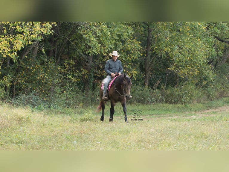 Percheron Croisé Jument 4 Ans 160 cm Buckskin in Fredericksburg