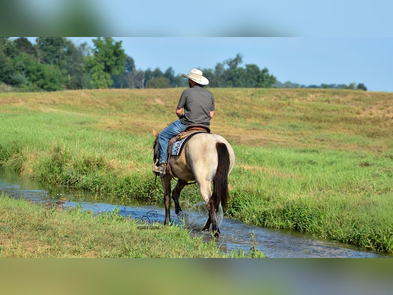 Percheron Croisé Jument 4 Ans 160 cm Roan-Bay in Fredericksburg