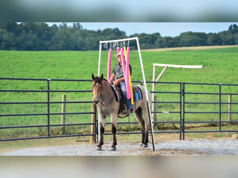 Percheron Croisé Jument 4 Ans 160 cm Roan-Bay in Fredericksburg