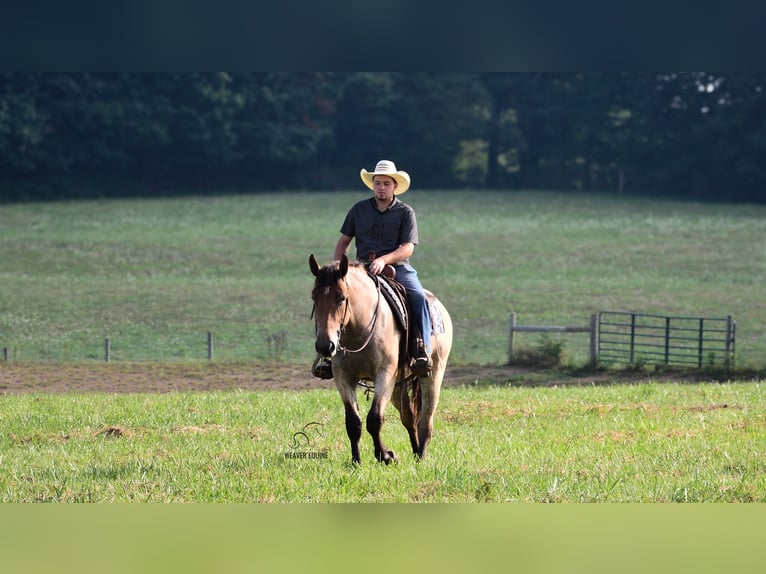 Percheron Croisé Jument 4 Ans 160 cm Roan-Bay in Fredericksburg