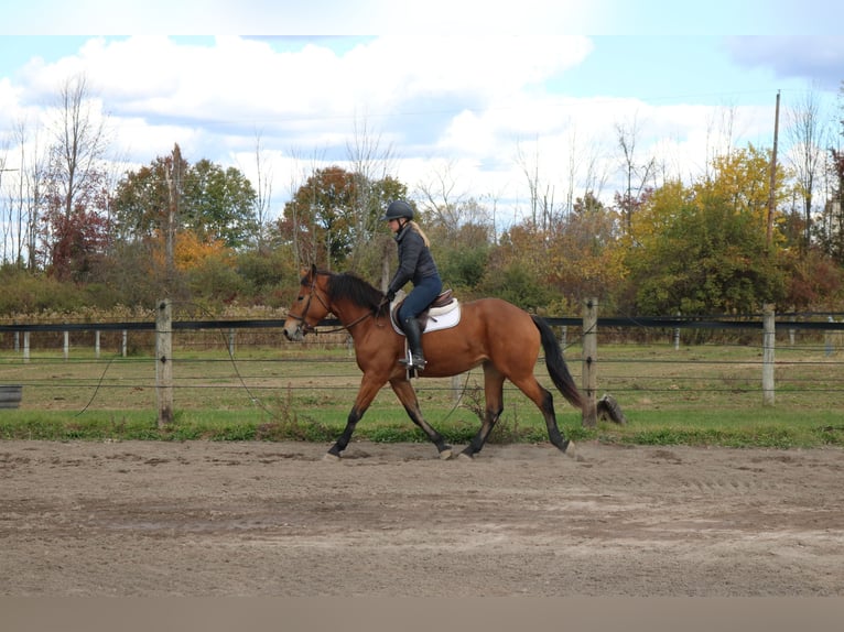 Percheron Croisé Jument 4 Ans 163 cm Bai cerise in Perkasie