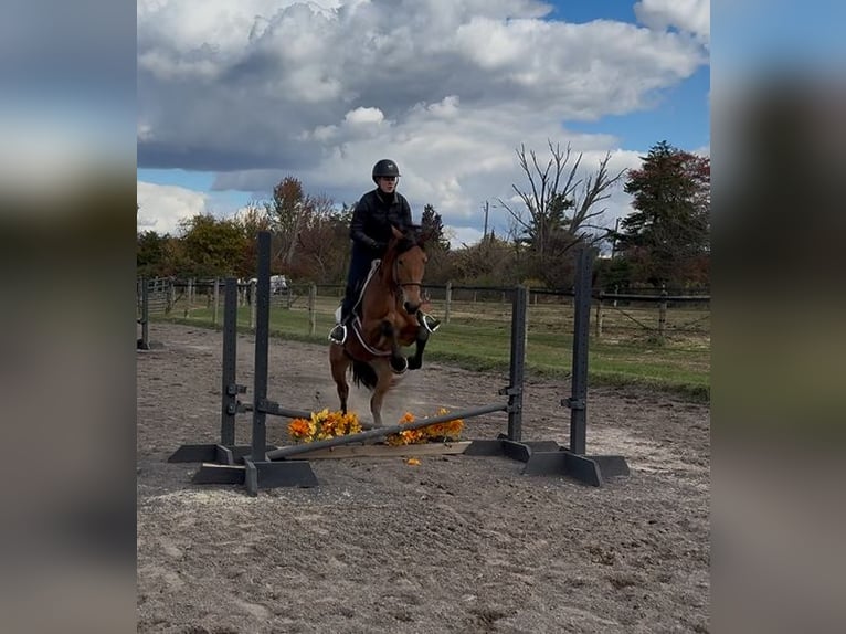 Percheron Croisé Jument 4 Ans 163 cm Bai cerise in Perkasie