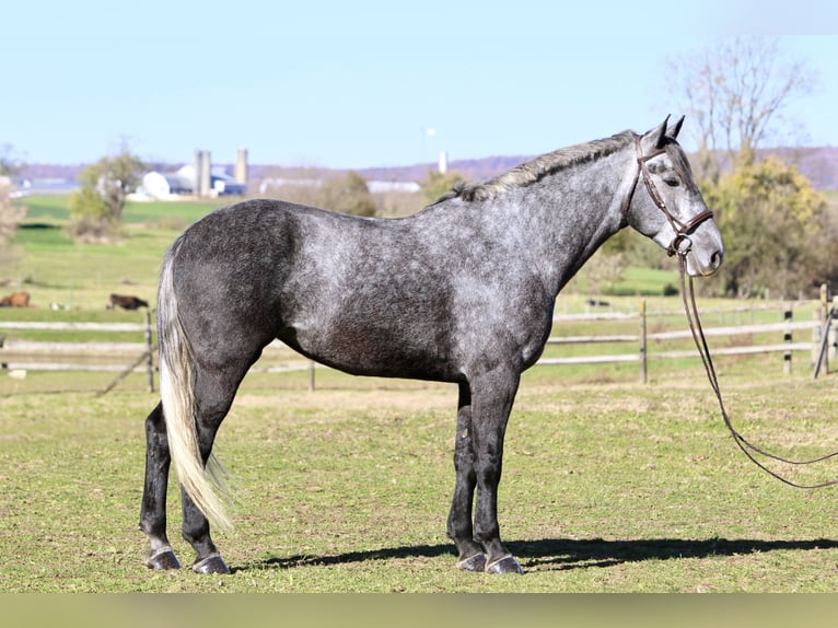 Percheron Croisé Jument 4 Ans 165 cm Gris in Gap