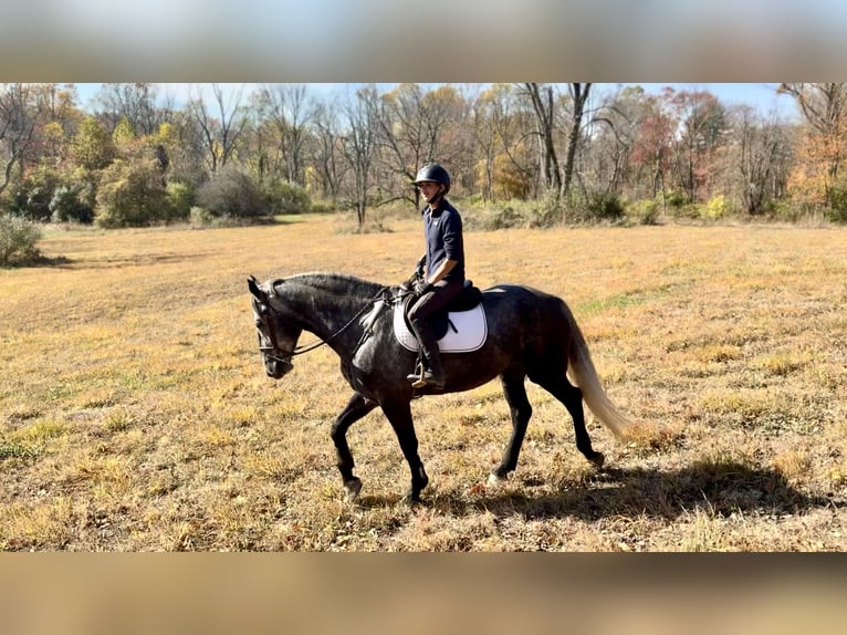 Percheron Croisé Jument 4 Ans 165 cm Gris in Gap