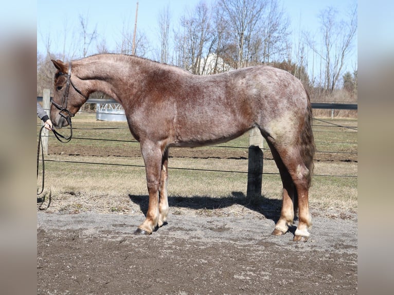 Percheron Croisé Jument 4 Ans 165 cm Rouan Rouge in Perkasie