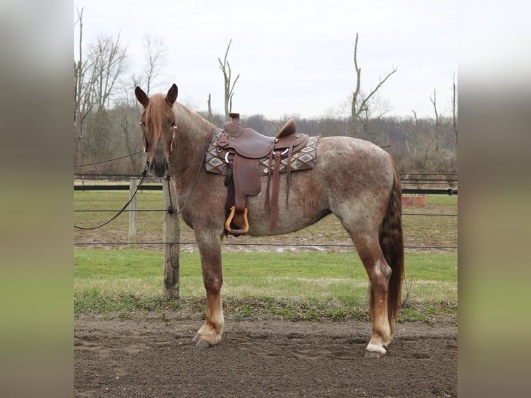 Percheron Croisé Jument 4 Ans 165 cm Rouan Rouge in Perkasie