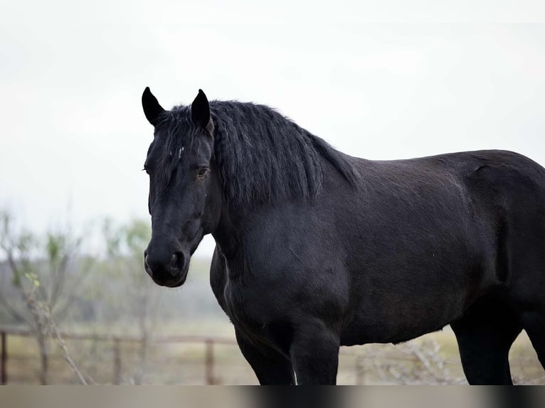Percheron Jument 4 Ans 173 cm Noir in Georgetown