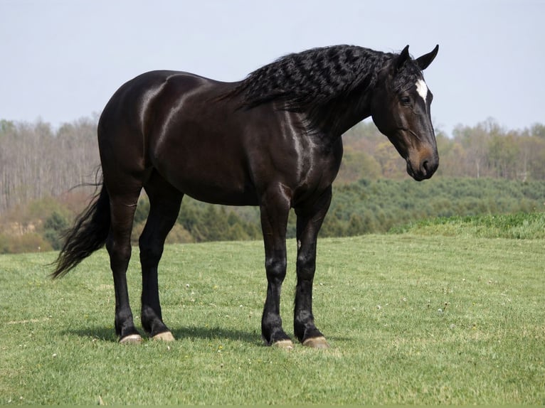 Percheron Croisé Jument 4 Ans Noir in Fresno
