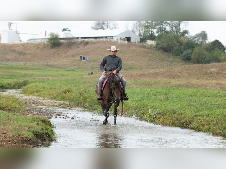 Percheron Croisé Jument 5 Ans 160 cm Buckskin in Fredericksburg