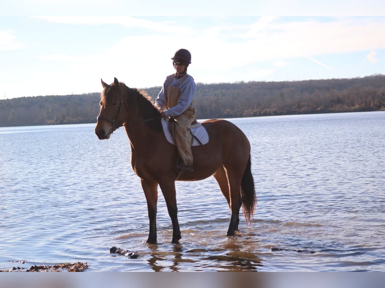 Percheron Croisé Jument 5 Ans 163 cm Bai cerise in Perkasie