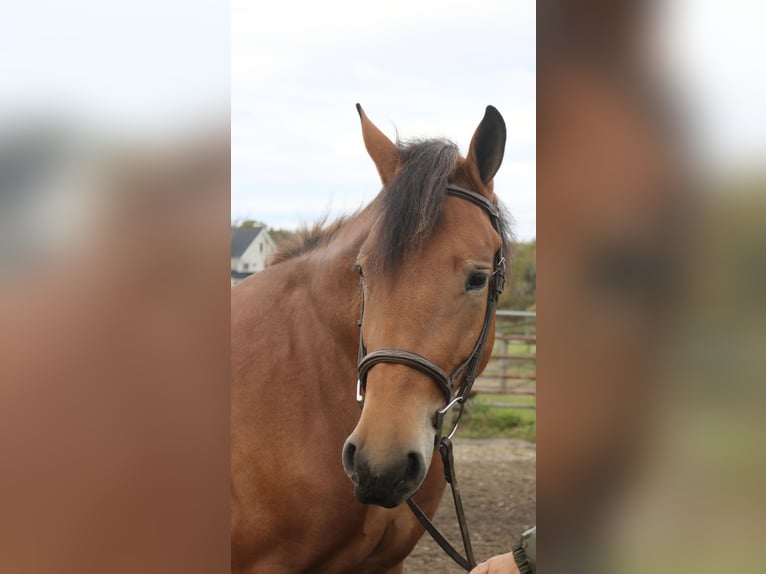 Percheron Croisé Jument 5 Ans 163 cm Bai cerise in Perkasie