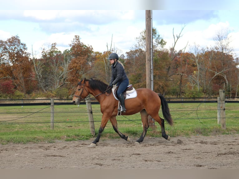 Percheron Croisé Jument 5 Ans 163 cm Bai cerise in Perkasie