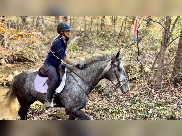 Percheron Croisé Jument 5 Ans 165 cm Gris in Gap