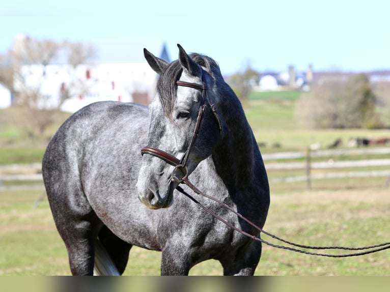 Percheron Croisé Jument 5 Ans 165 cm Gris in Gap