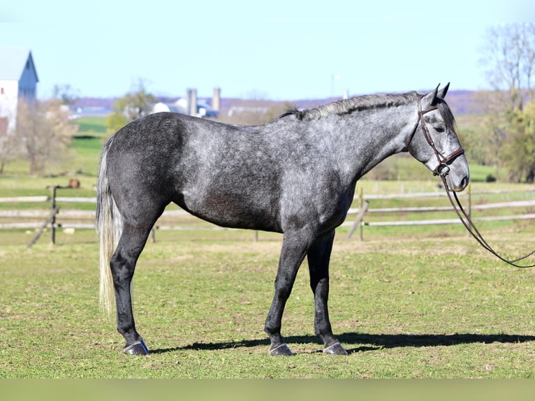 Percheron Croisé Jument 5 Ans 165 cm Gris in Gap