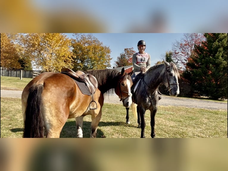 Percheron Croisé Jument 5 Ans 165 cm Gris in Gap
