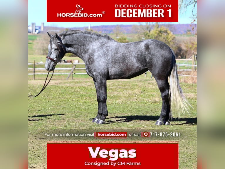 Percheron Croisé Jument 5 Ans 165 cm Gris in Gap