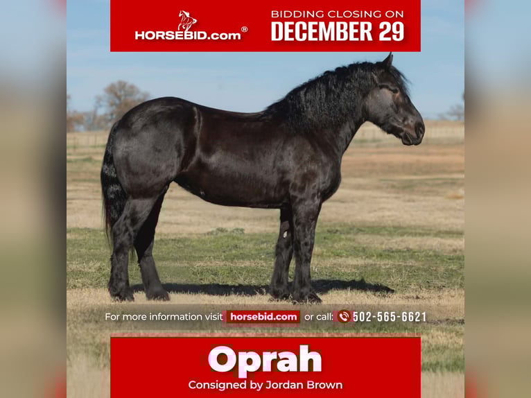 Percheron Jument 5 Ans 173 cm Noir in Georgetown