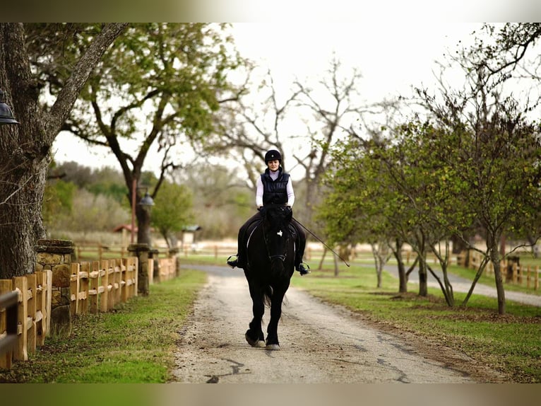 Percheron Jument 5 Ans 173 cm Noir in Georgetown