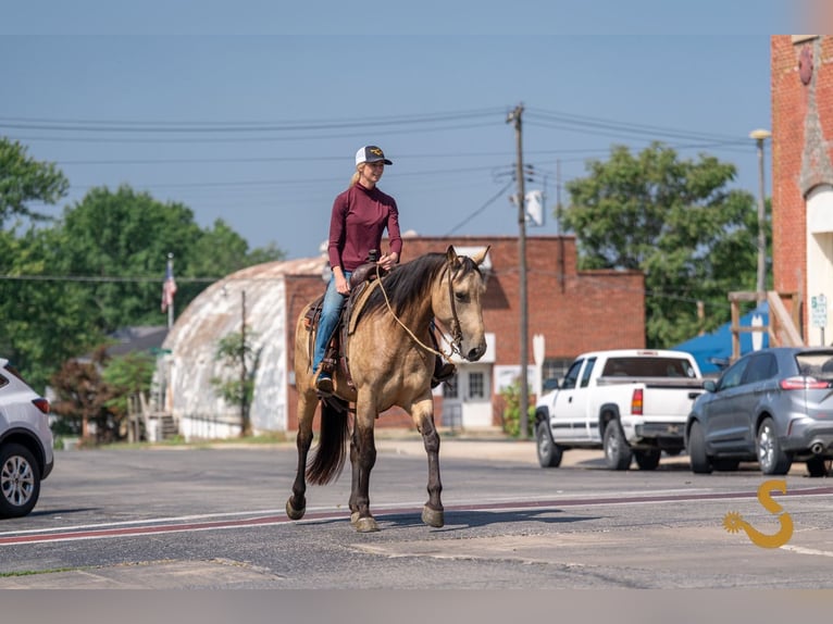 Percheron Croisé Jument 6 Ans 160 cm Buckskin in Bogard