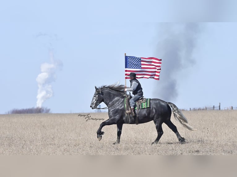 Percheron Jument 6 Ans 170 cm Gris in Fairbank IA