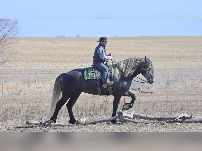 Percheron Jument 6 Ans Gris in Fairbank IA