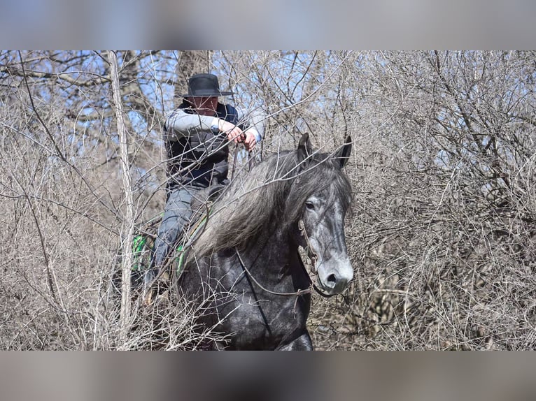 Percheron Jument 6 Ans Gris in Fairbank IA