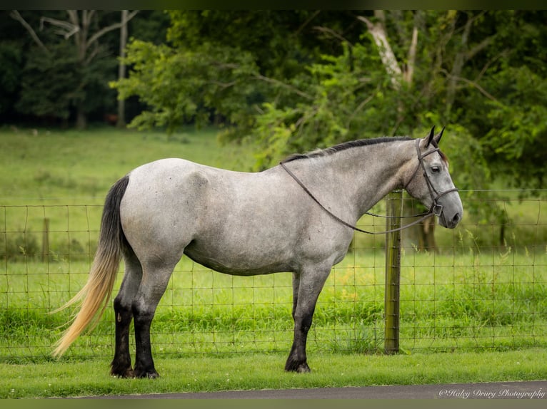 Percheron Croisé Jument 7 Ans 165 cm Rouan Bleu in Auburn, KY