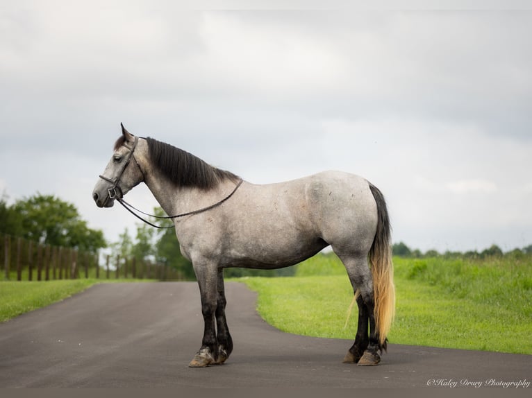 Percheron Croisé Jument 7 Ans 165 cm Rouan Bleu in Auburn, KY