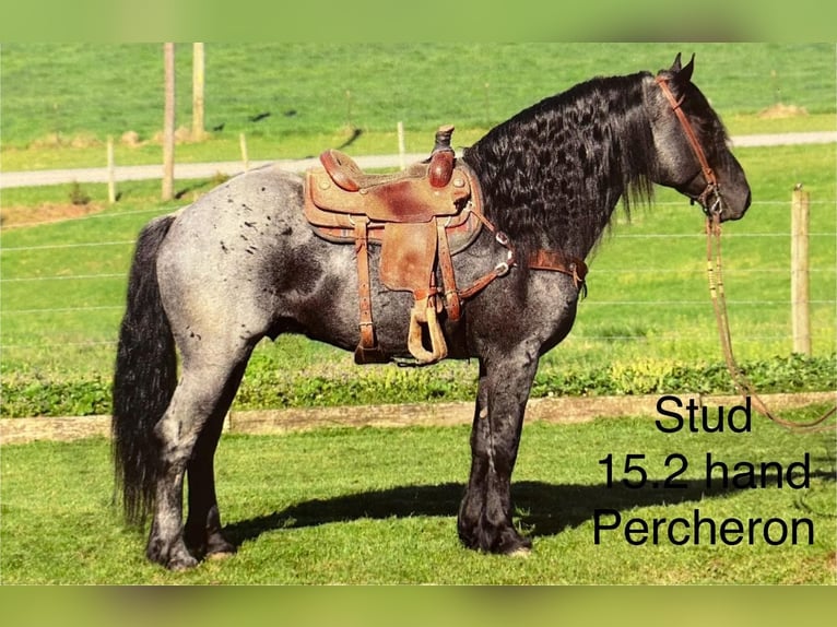 Percheron Croisé Jument 7 Ans 165 cm Rouan Bleu in Auburn, KY