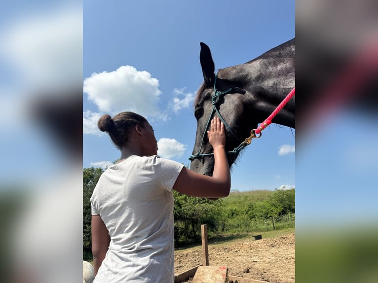Percheron Jument 7 Ans Noir in Riverside