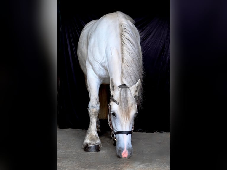Percheron Jument 8 Ans 163 cm Gris in Köln