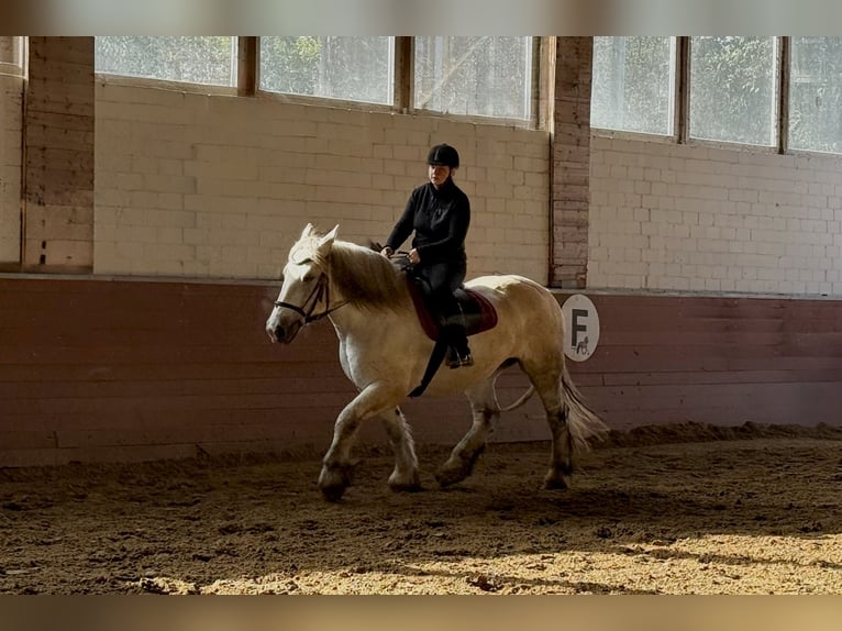 Percheron Jument 8 Ans 163 cm Gris in Köln