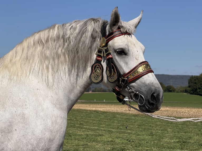 Percheron Croisé Jument 8 Ans 172 cm Gris pommelé in Emeringen
