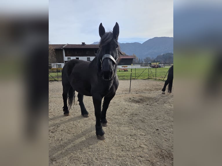 Percheron Mare 10 years 16,3 hh Black in Kiefersfelden