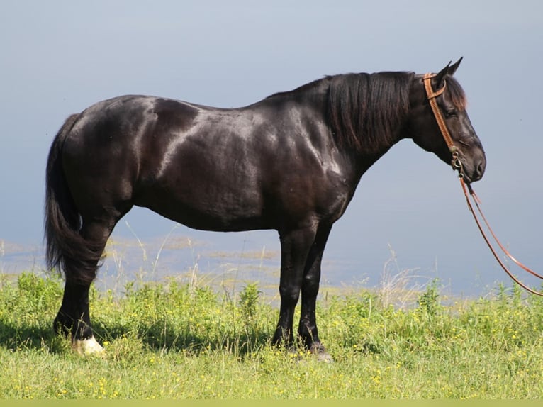 Percheron Mare 11 years 16,1 hh Black in Whitley City KY