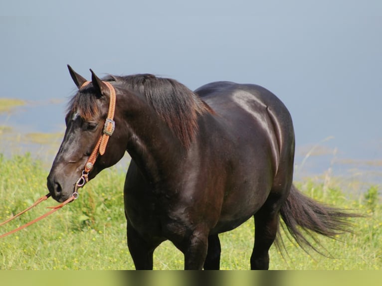 Percheron Mare 11 years 16,1 hh Black in Whitley City KY