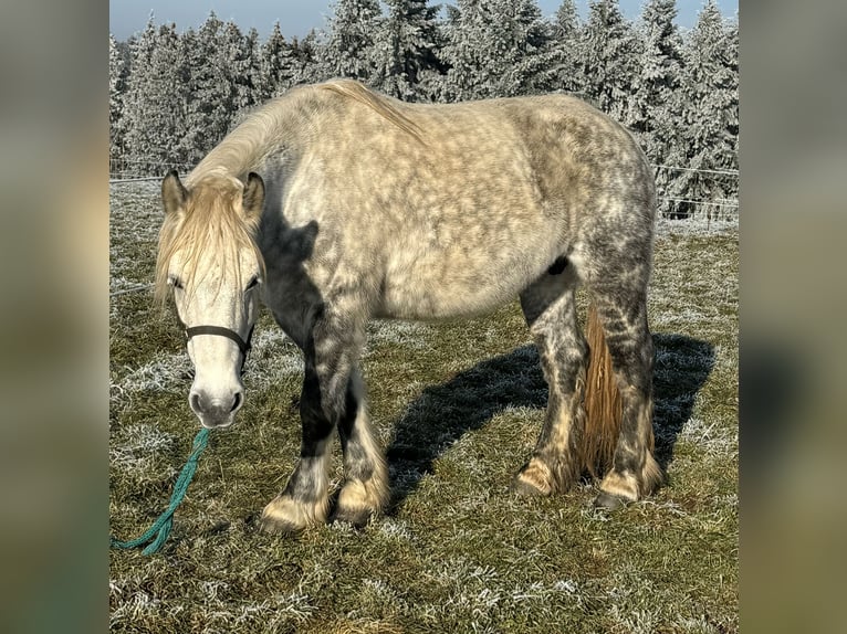 Percheron Mix Mare 12 years 15,3 hh Gray in Daleiden