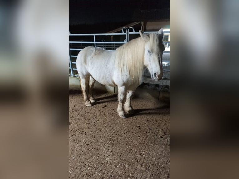 Percheron Mare 12 years 15,2 hh Gray in Landshut