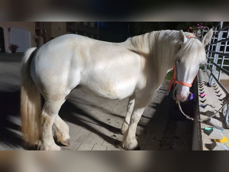 Percheron Mare 12 years 15,2 hh Gray in Landshut